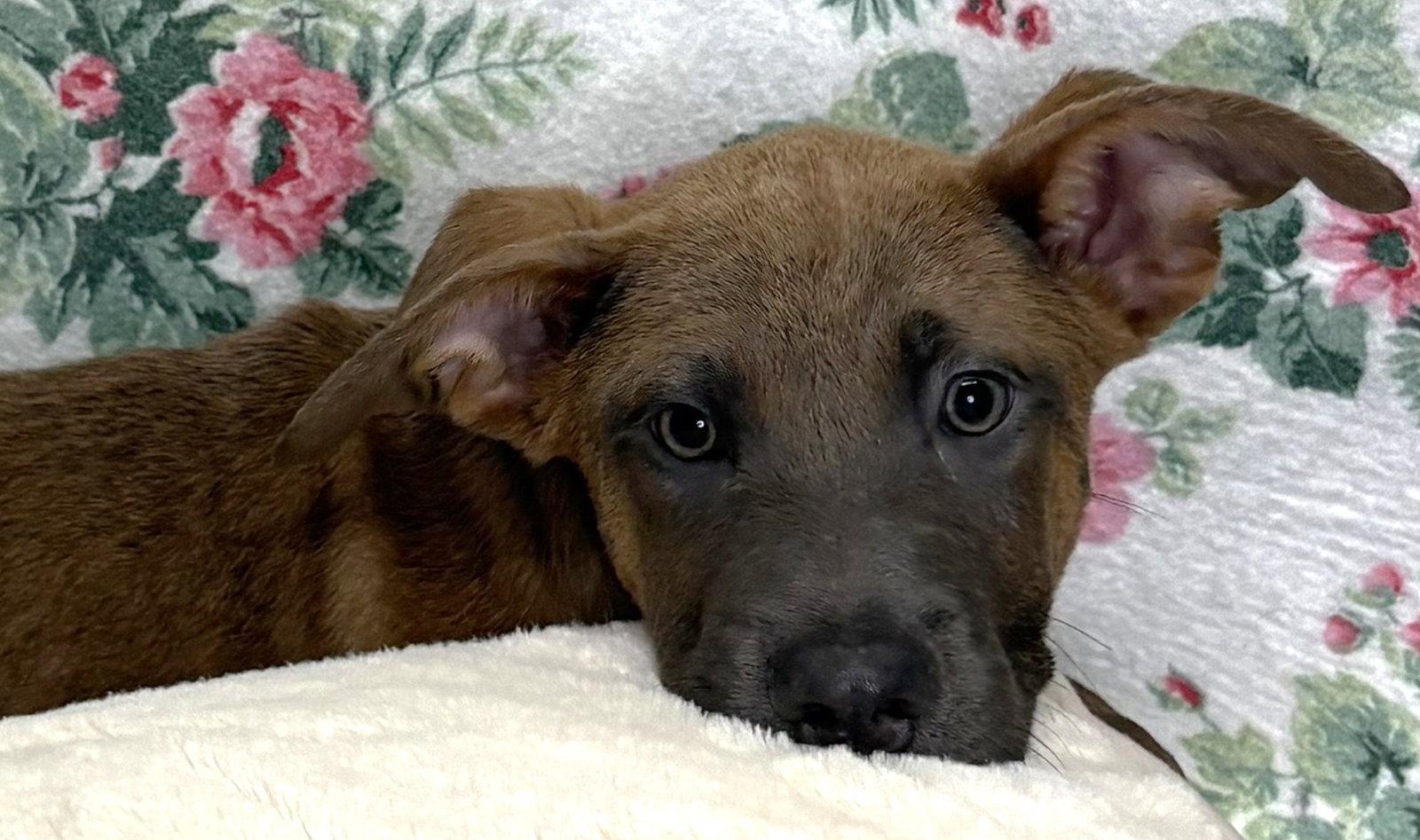 Enlarge 261235  Fletcher, a Adoptable Shepherd in Wetumpka, AL image 2/2