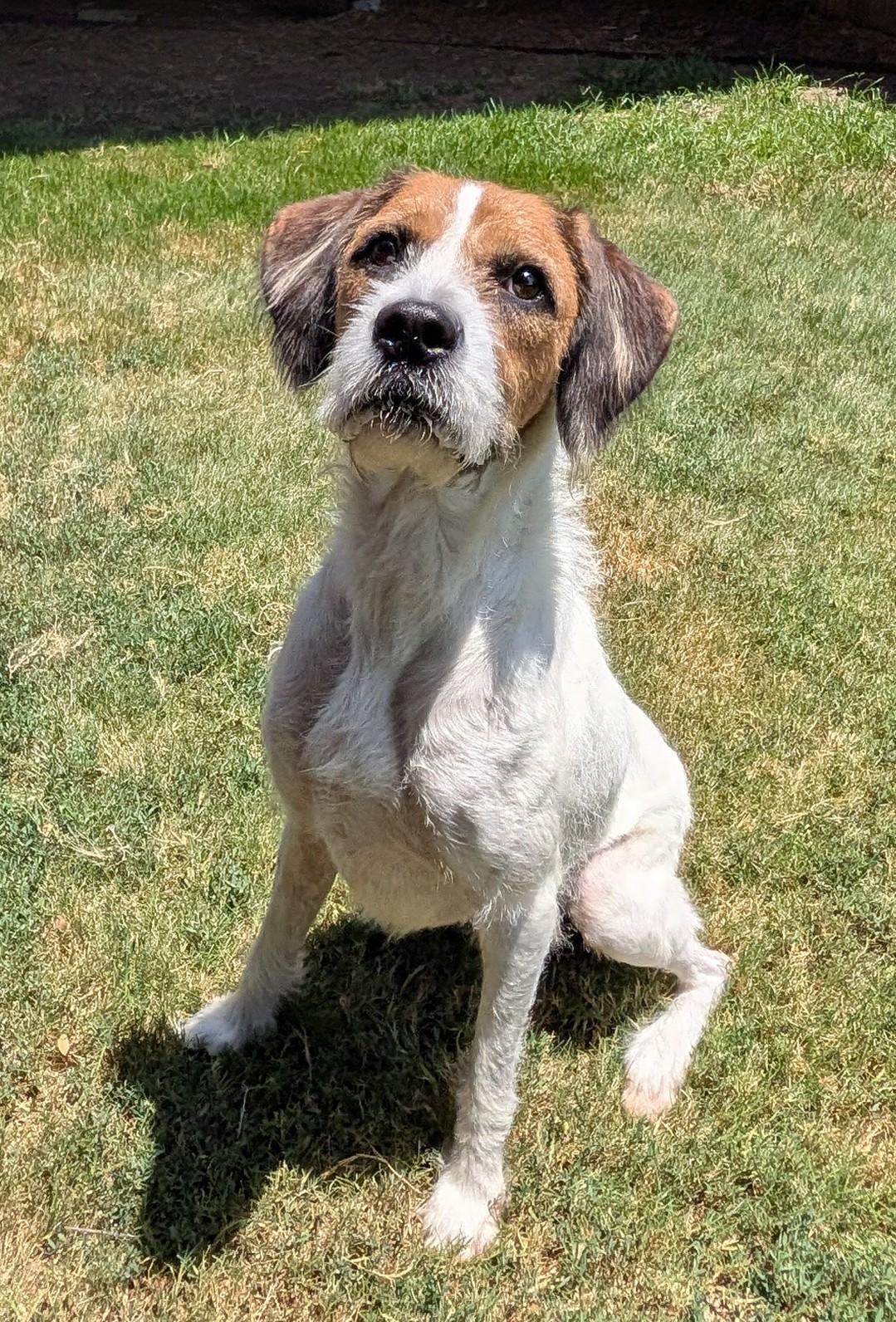 Enlarge Esther A214621 VIP, an adoptable mixed breed in Plano, TX image 6/6