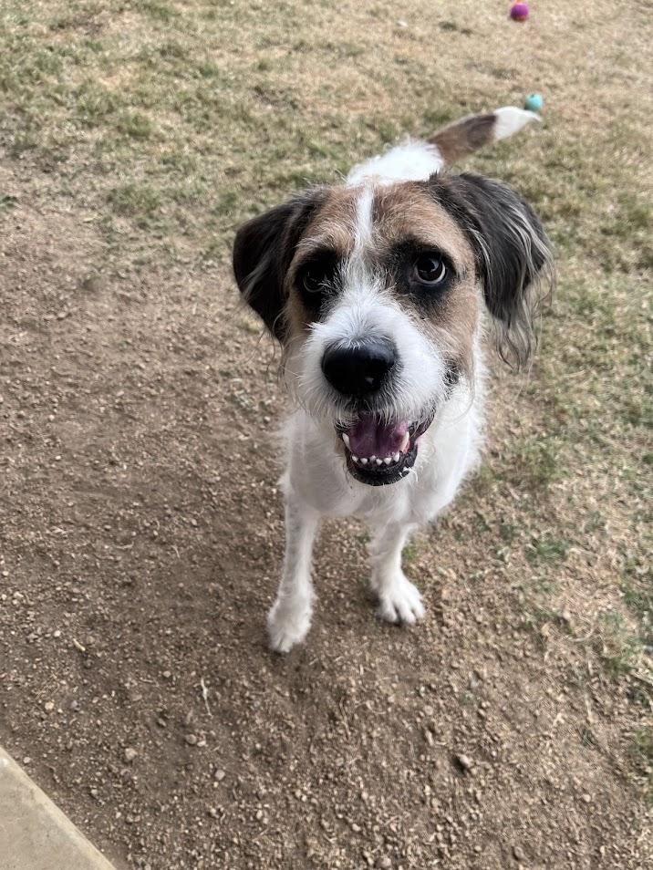 Enlarge Esther A214621 VIP, an adoptable mixed breed in Plano, TX image 3/5