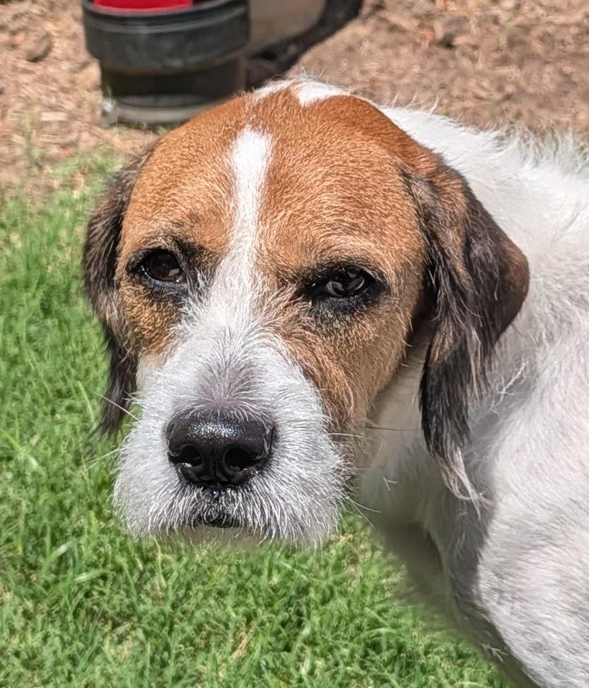 Enlarge Esther A214621 VIP, an adoptable mixed breed in Plano, TX image 2/6