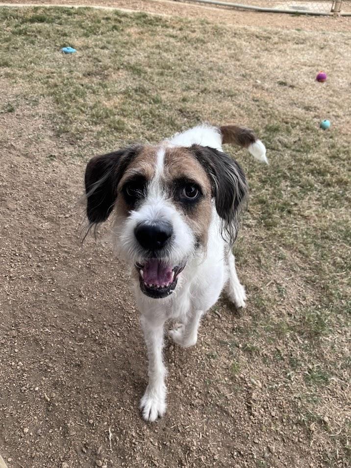 Enlarge Esther A214621 VIP, an adoptable mixed breed in Plano, TX image 4/5