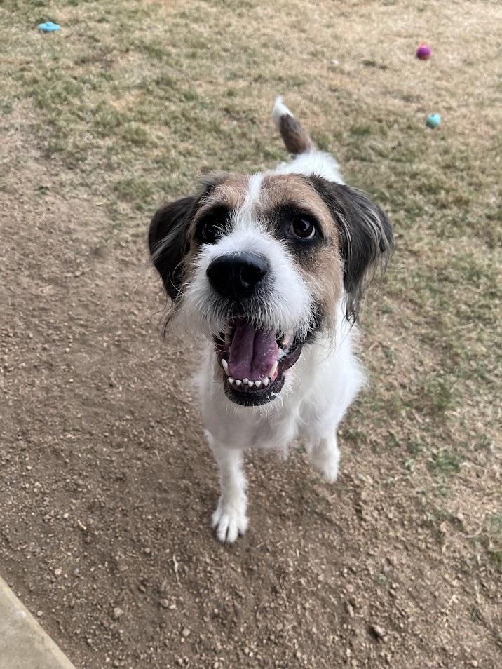 Enlarge Esther A214621 VIP, an adoptable mixed breed in Plano, TX image 2/5