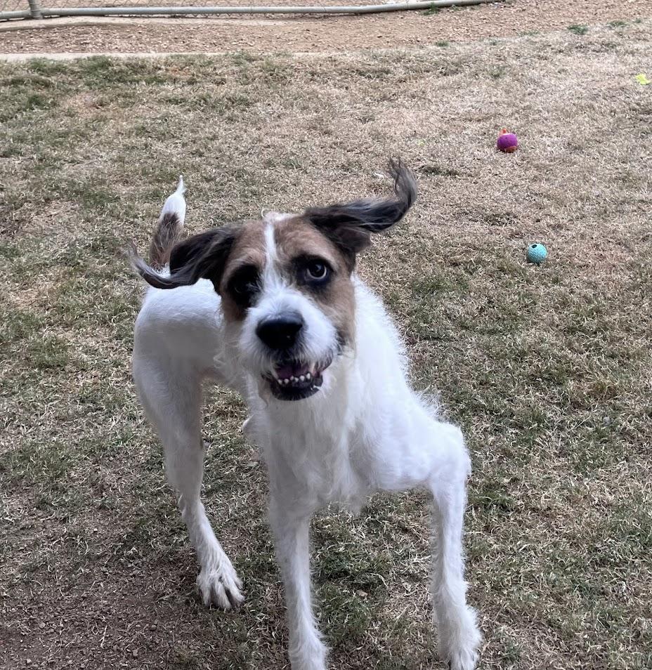 Enlarge Esther A214621 VIP, an adoptable mixed breed in Plano, TX image 5/5