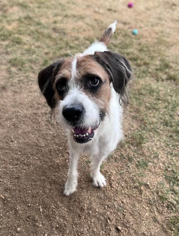 Enlarge Esther A214621 VIP, an adoptable mixed breed in Plano, TX image 1/5