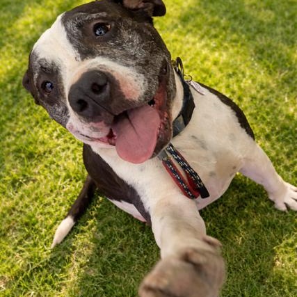 Enlarge AUSTIN , a Adoptable mixed breed in Redondo Beach , CA image 2/4