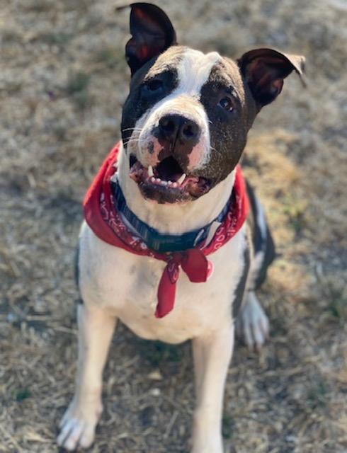 AUSTIN most deserving!, Adoptable, Adult Male American Staffordshire Terrier & Border Collie.