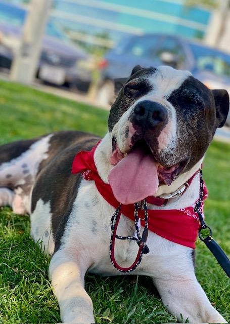 AUSTIN , a Adoptable mixed breed in Redondo Beach , CA image 3/4