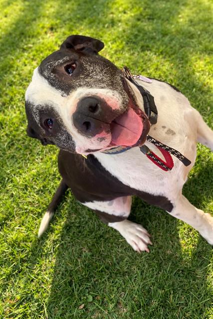 AUSTIN , Adoptable, Adult Male American Staffordshire Terrier & Border Collie.