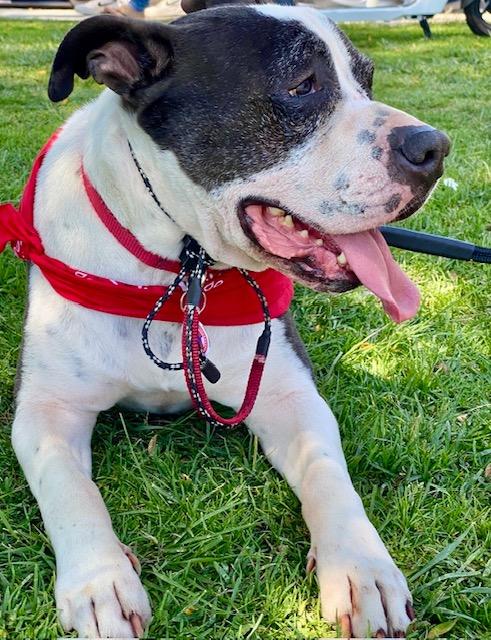 AUSTIN , a Adoptable mixed breed in Redondo Beach , CA image 4/4