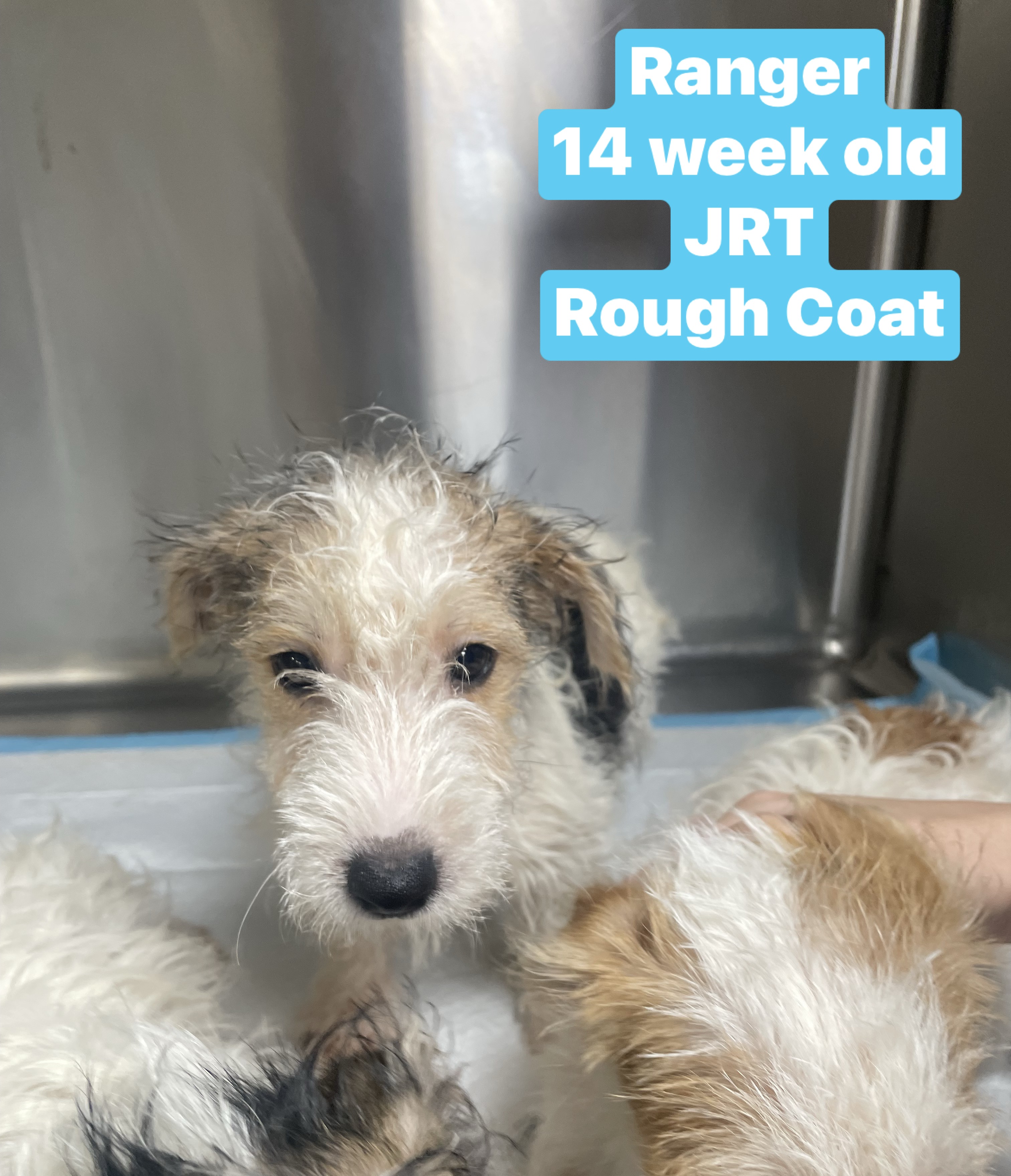 Dog for adoption RangerRough coat JRT, a Jack Russell Terrier in