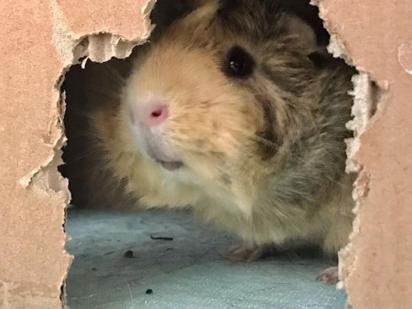 Zoey(bonded With Wiggy), a Adoptable mixed breed in Sechelt, BC image 1/6