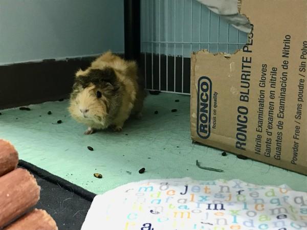 Zoey(bonded With Wiggy), a Adoptable mixed breed in Sechelt, BC image 2/6