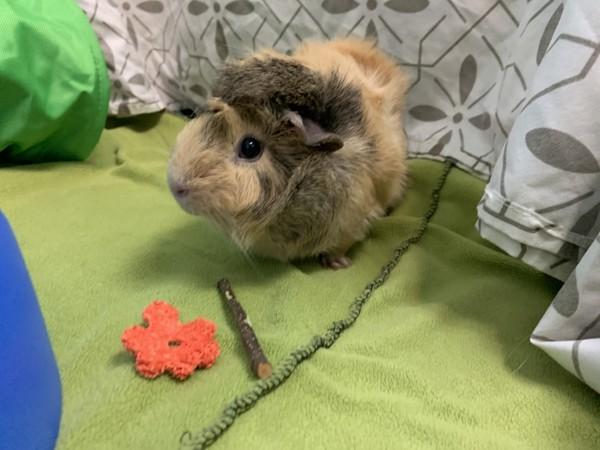 Zoey(bonded With Wiggy), a Adoptable mixed breed in Sechelt, BC image 3/6