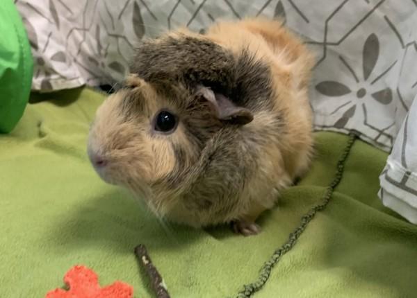 Zoey(bonded With Wiggy), a Adoptable mixed breed in Sechelt, BC image 4/6