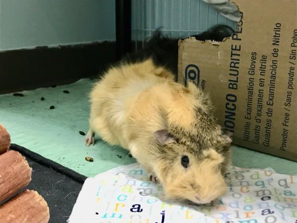 Zoey(bonded With Wiggy), a Adoptable mixed breed in Sechelt, BC image 5/6