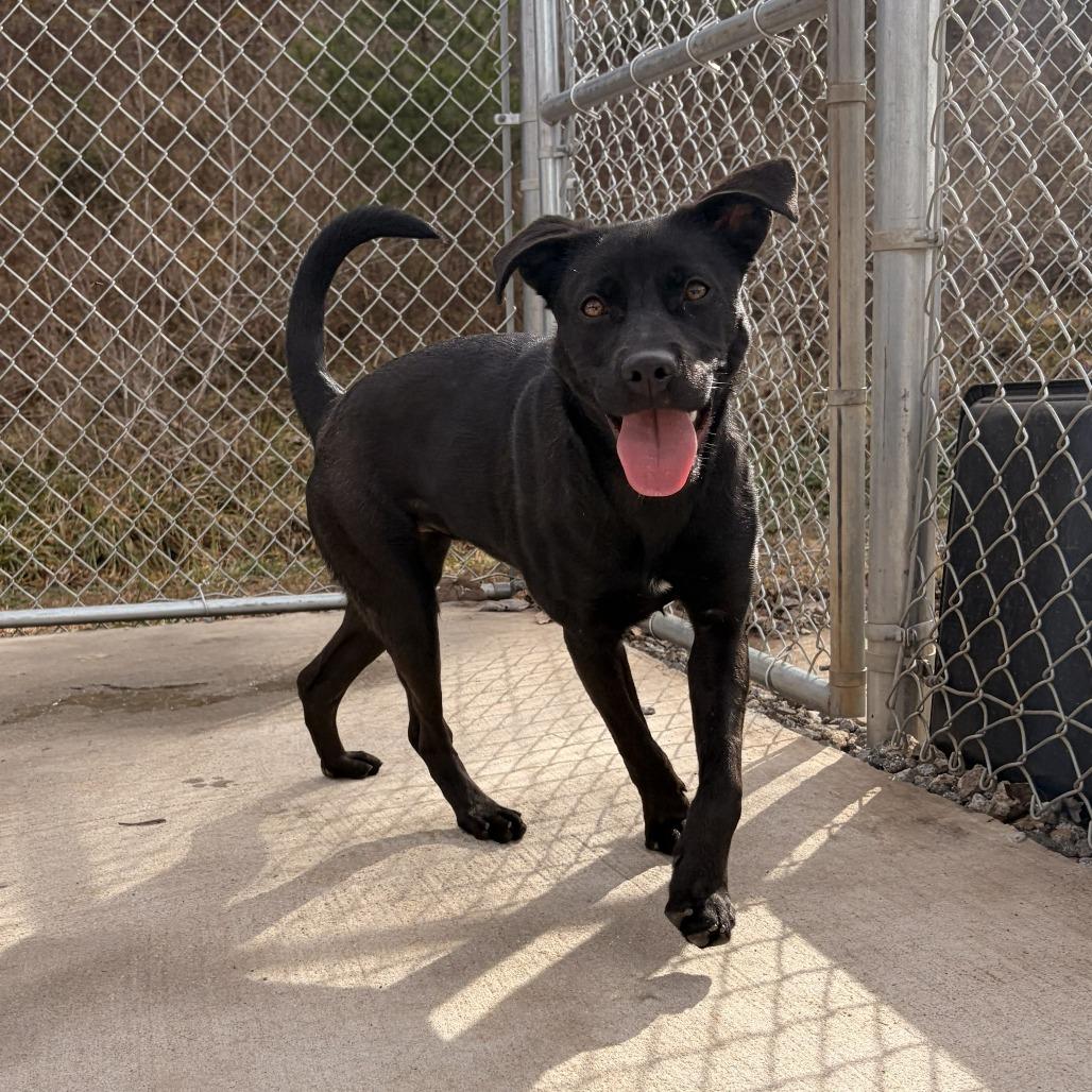 Bun, a Adoptable mixed breed in Franklin, NC image 1/4