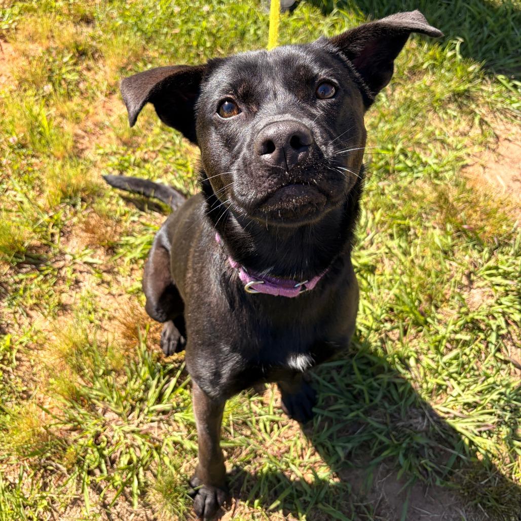 Bun, a Adoptable mixed breed in Franklin, NC image 3/6