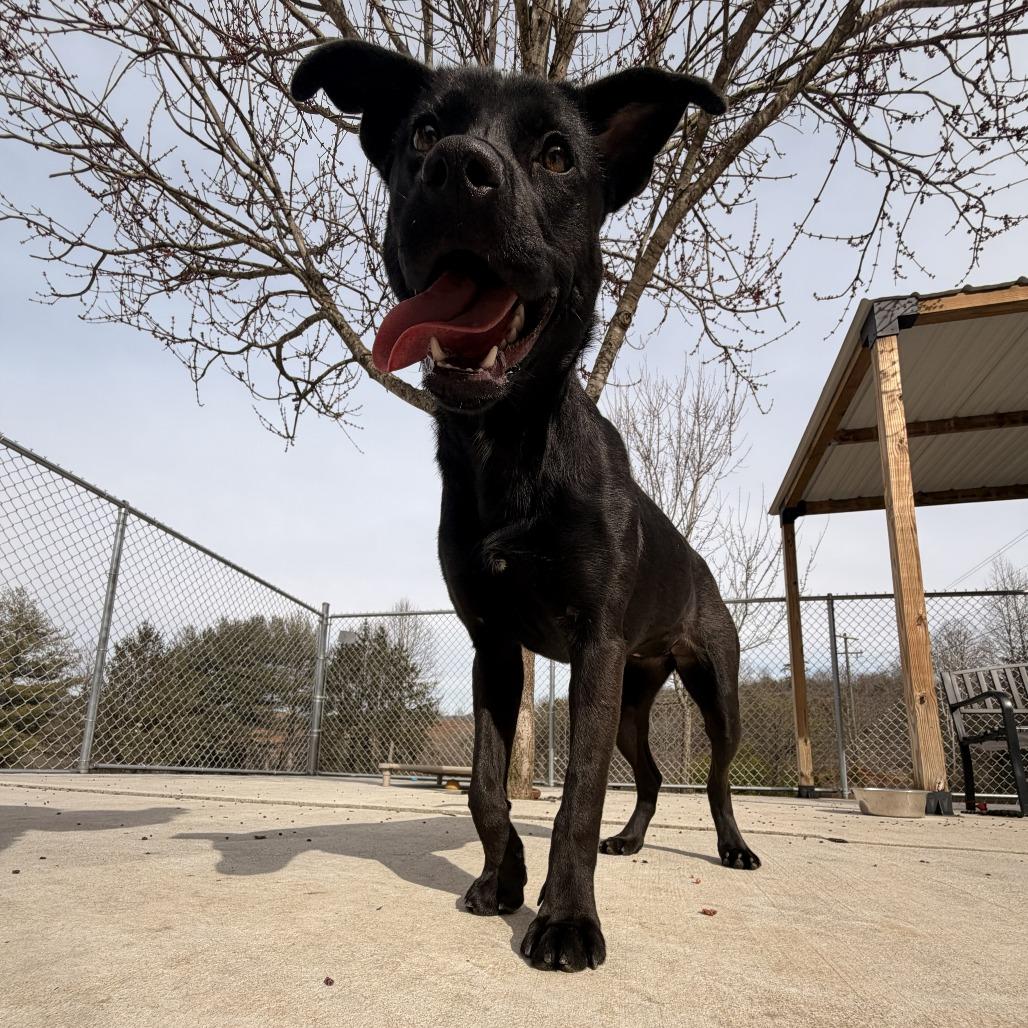 Bun, a Adoptable mixed breed in Franklin, NC image 2/4