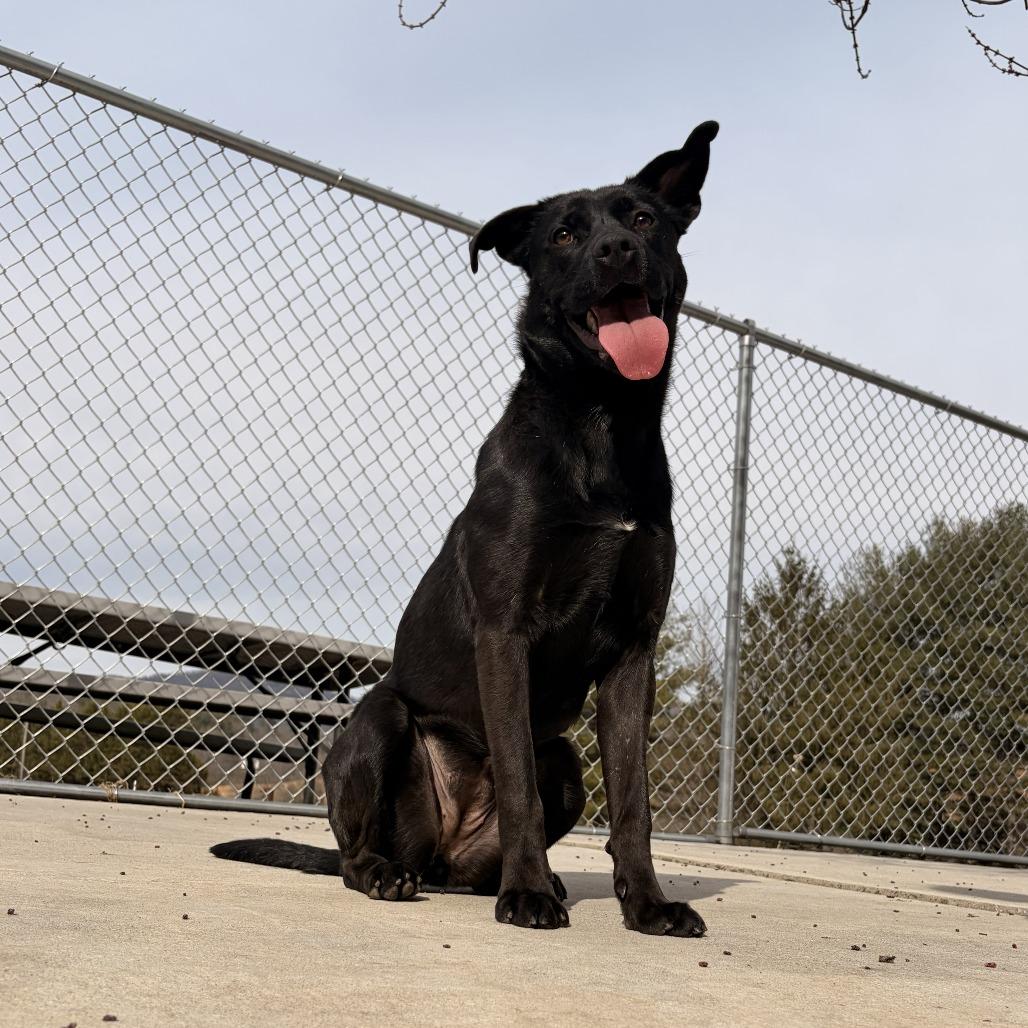 Bun, a Adoptable mixed breed in Franklin, NC image 3/4
