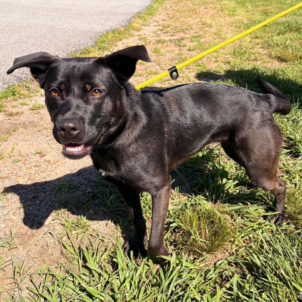 Bun, a Adoptable mixed breed in Franklin, NC image 4/6