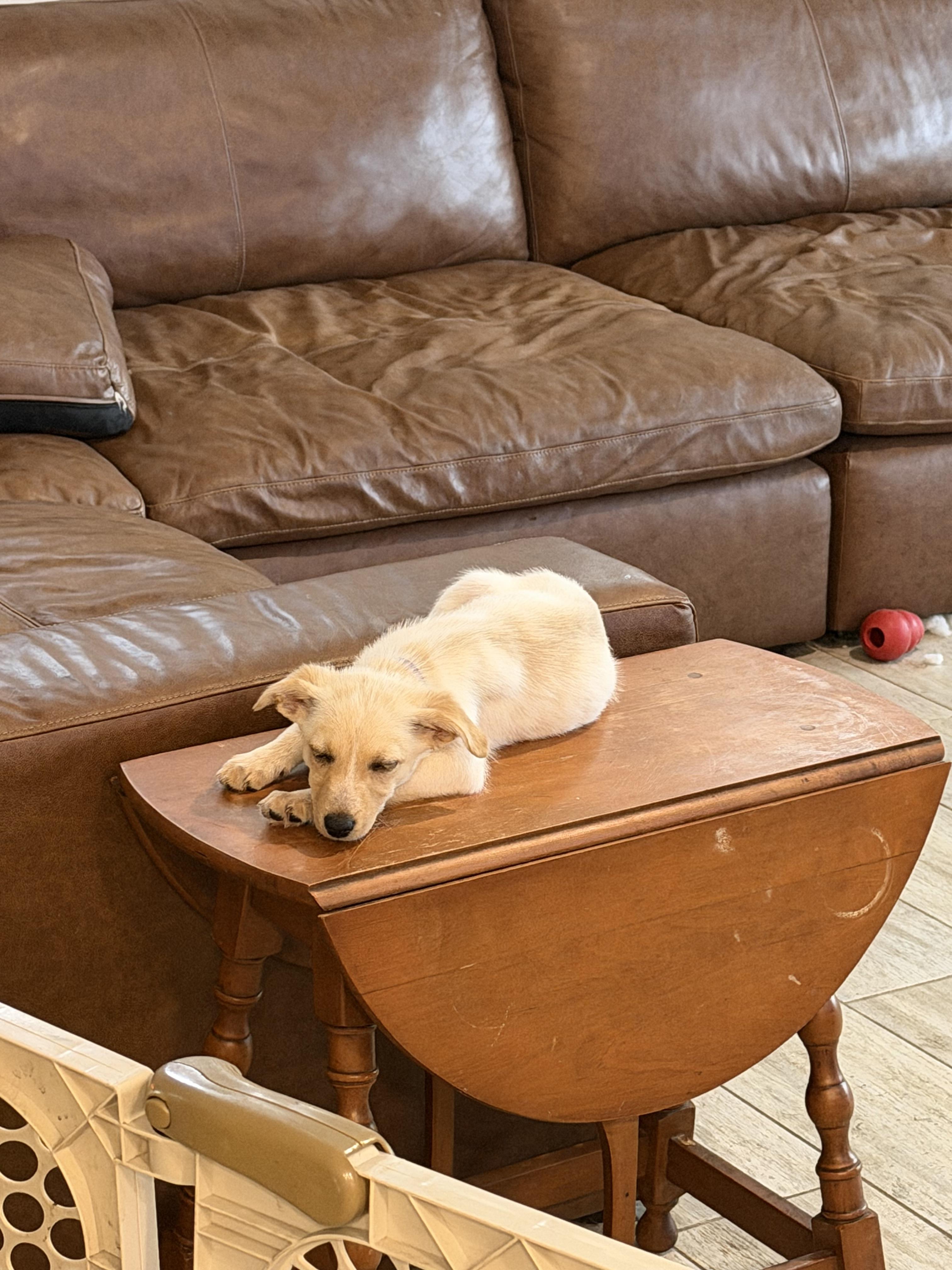 Powder puff, Adopted, Young Female English Bulldog.