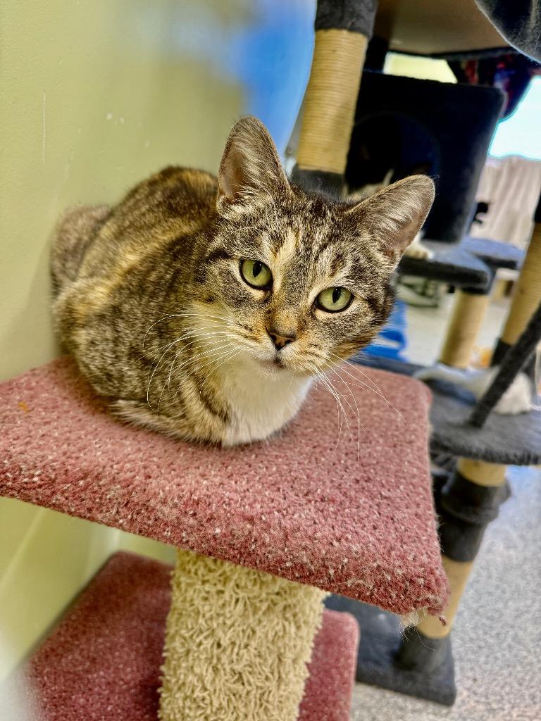 Enlarge Supply, a Adoptable mixed breed in Auburn, IN image 1/1