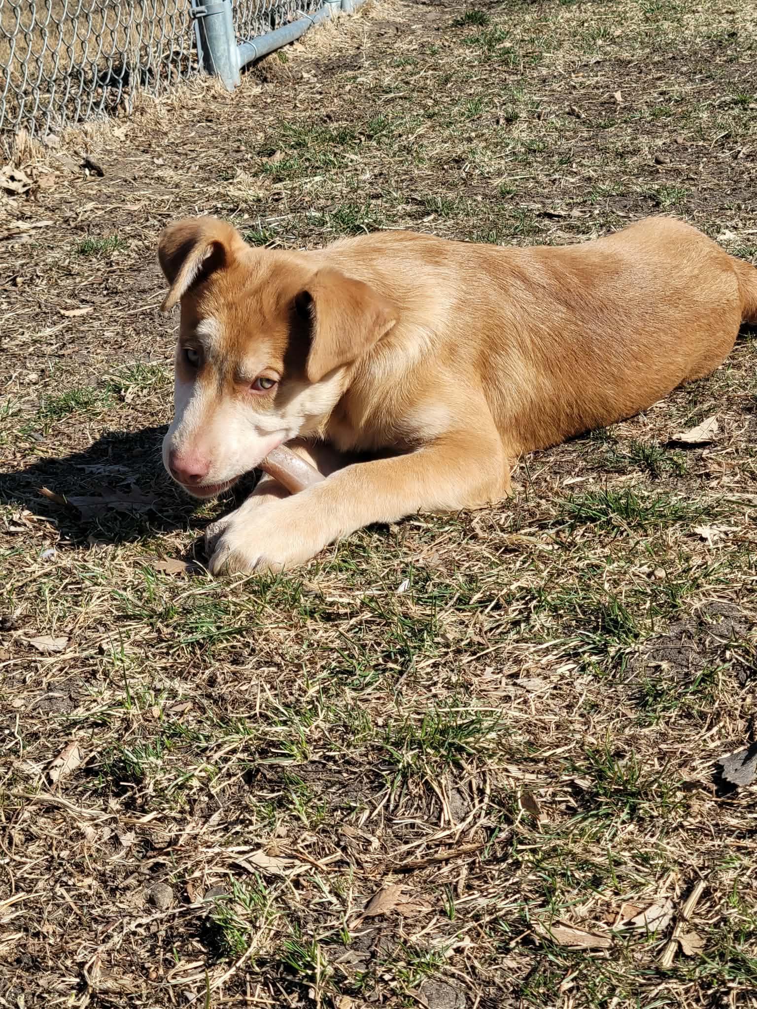Enlarge Buster, a ADOPTABLE mixed breed in ONeill, NE image 2/3