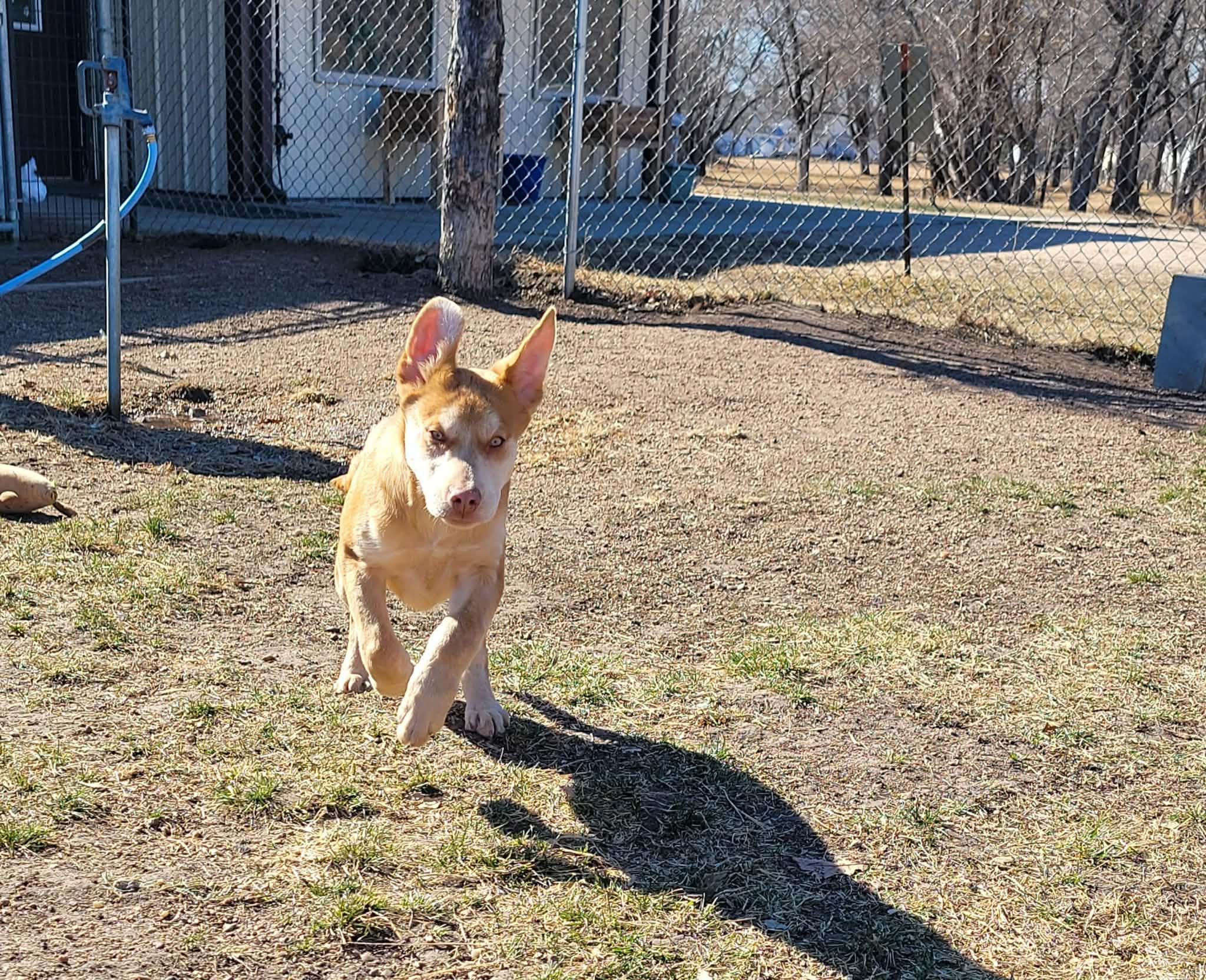 Enlarge Buster, a ADOPTABLE mixed breed in ONeill, NE image 3/3