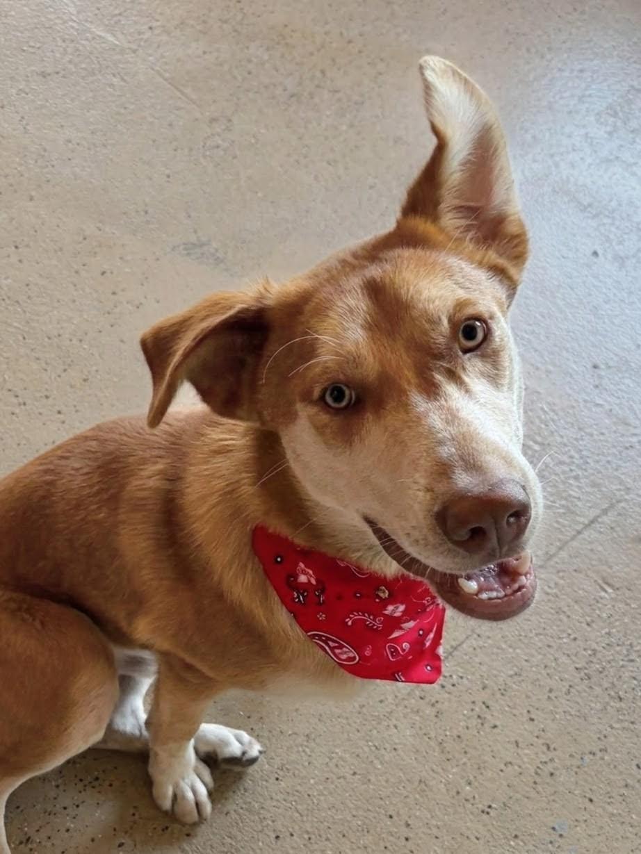 Buster, ADOPTABLE, Puppy Male Siberian Husky & Chow Chow.