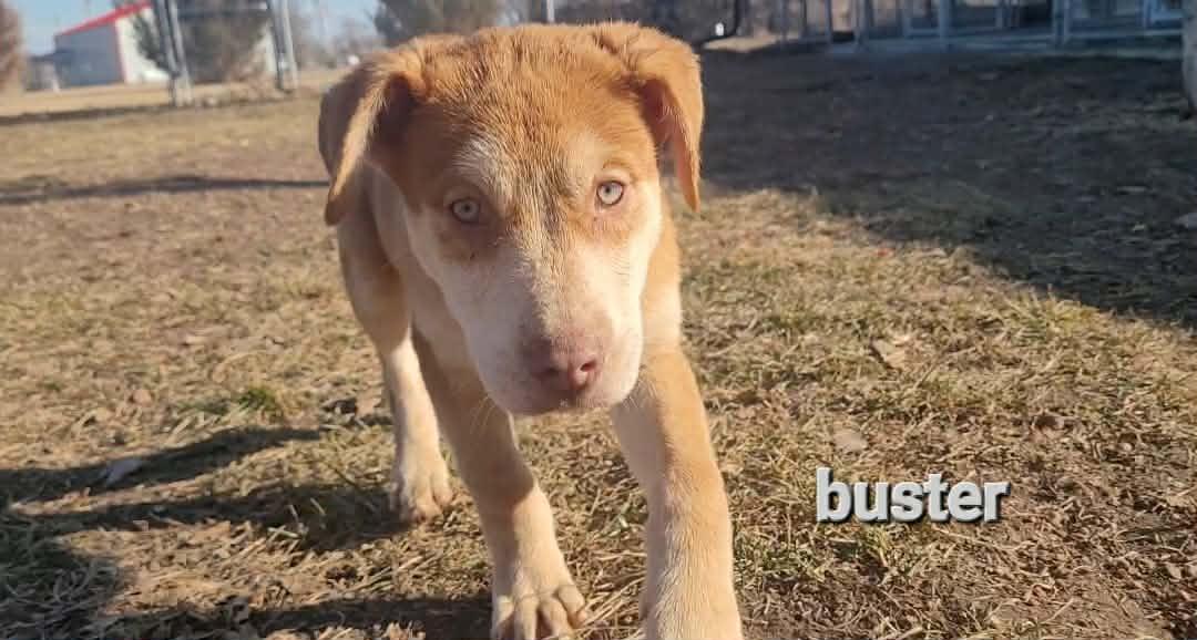 Enlarge Buster, a ADOPTABLE mixed breed in ONeill, NE image 1/3