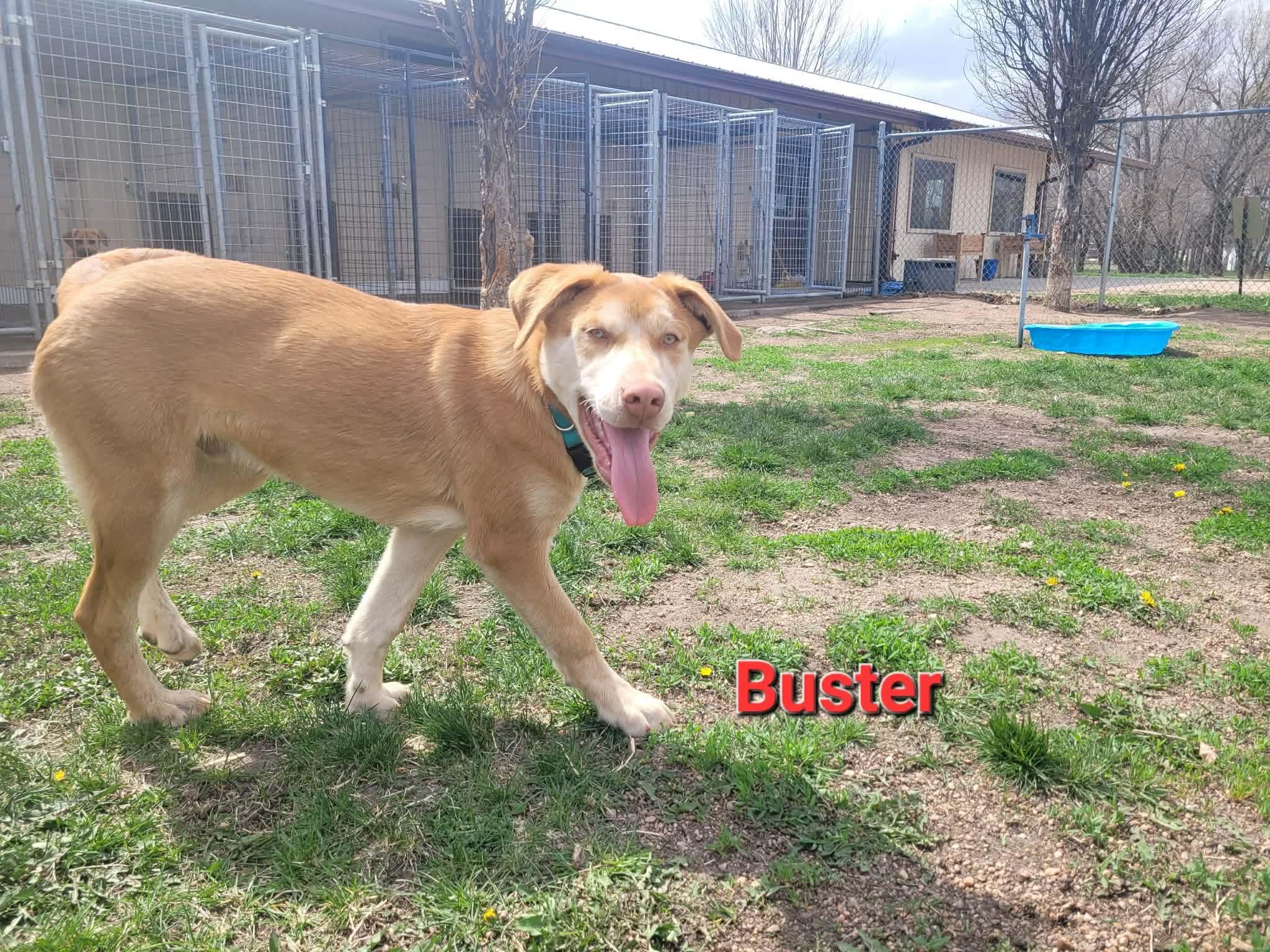 Buster, ADOPTABLE, Puppy Male Siberian Husky & Chow Chow.