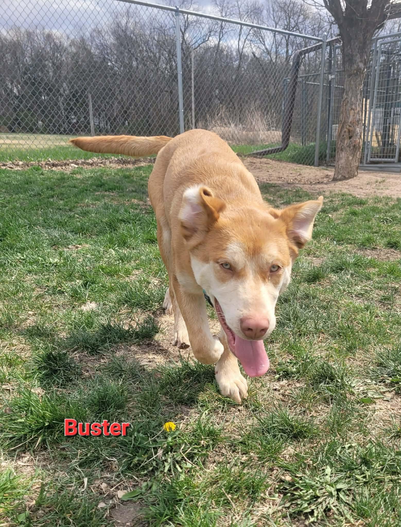 Enlarge Buster, a ADOPTABLE mixed breed in ONeill, NE image 5/5
