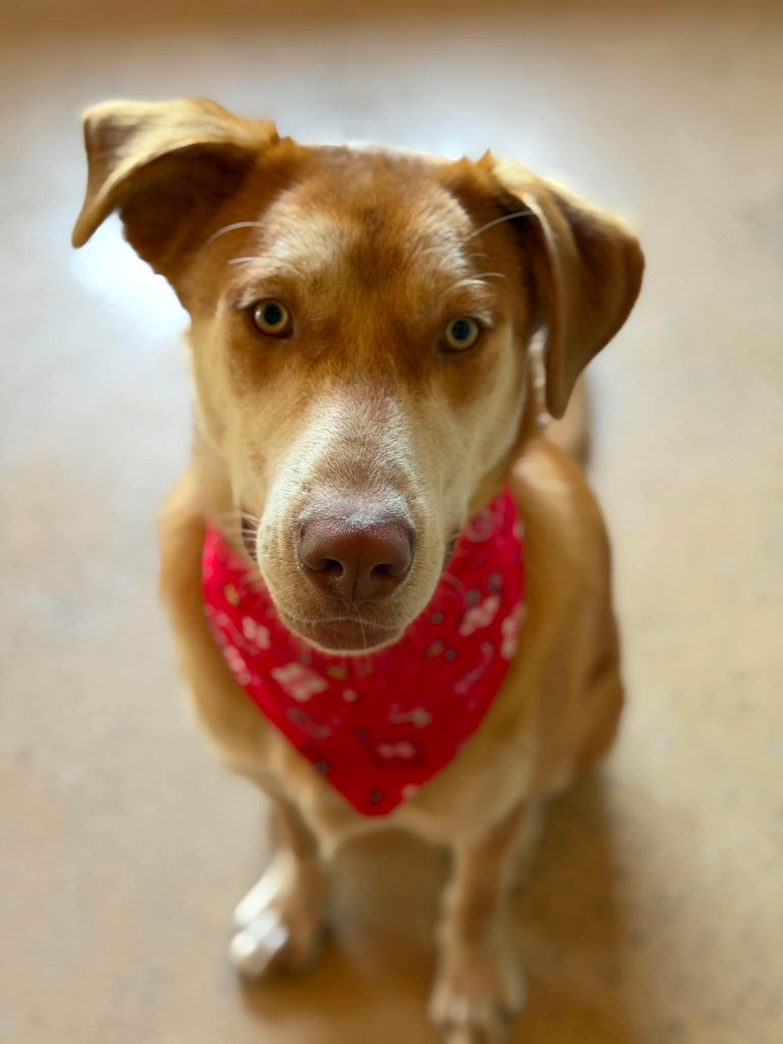 Buster, a ADOPTABLE mixed breed in ONeill, NE image 2/6