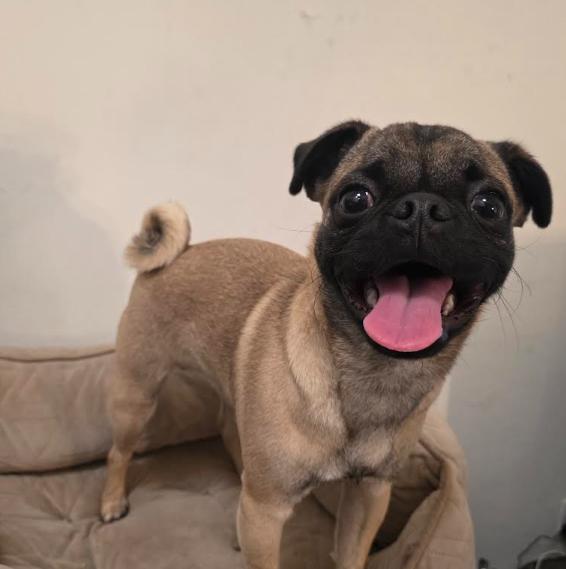 Enlarge Rocko, a Adoptable mixed breed in Seattle, WA image 3/6
