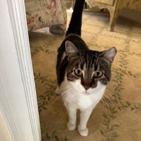 Suki, a Adoptable Domestic Short Hair in San Jose, CA image 1/3