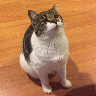 Suki, a Adoptable Domestic Short Hair in San Jose, CA image 2/3