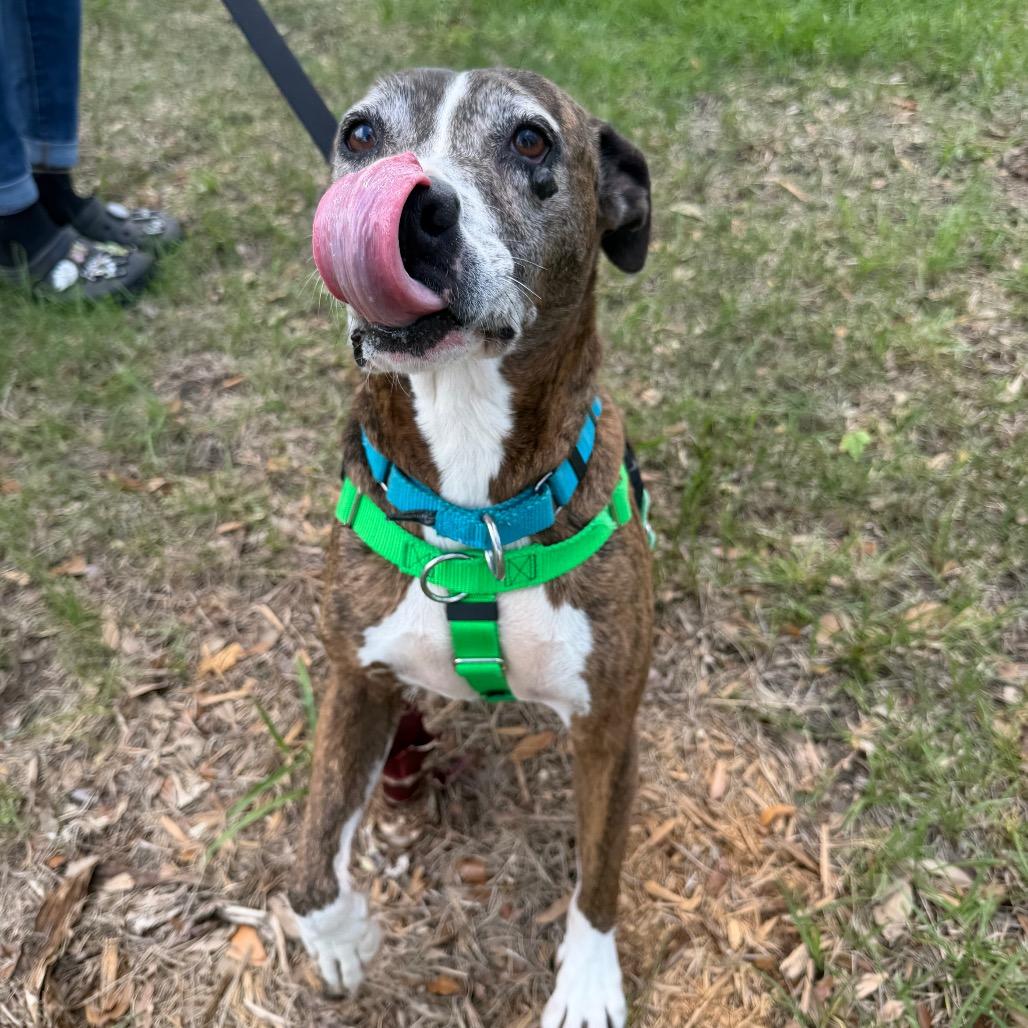 Bella, Adoptable, Senior Female Plott Hound.