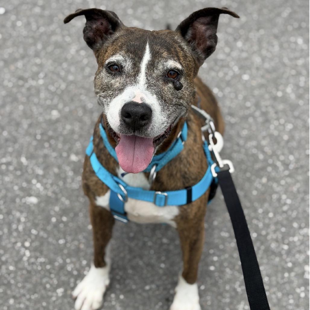 Bella, a Adoptable Plott Hound in Clearwater, FL image 2/6