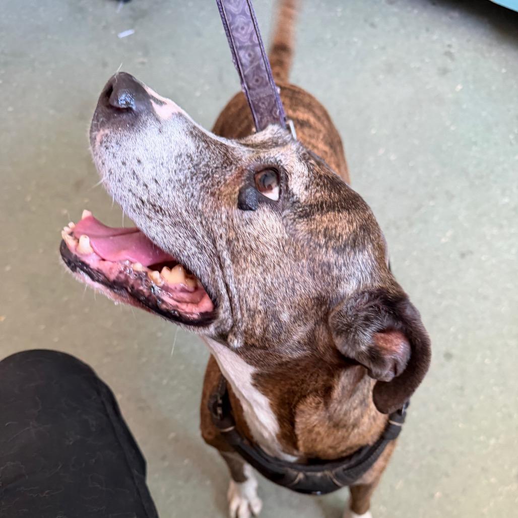 Bella, a Adoptable Plott Hound in Clearwater, FL image 3/6
