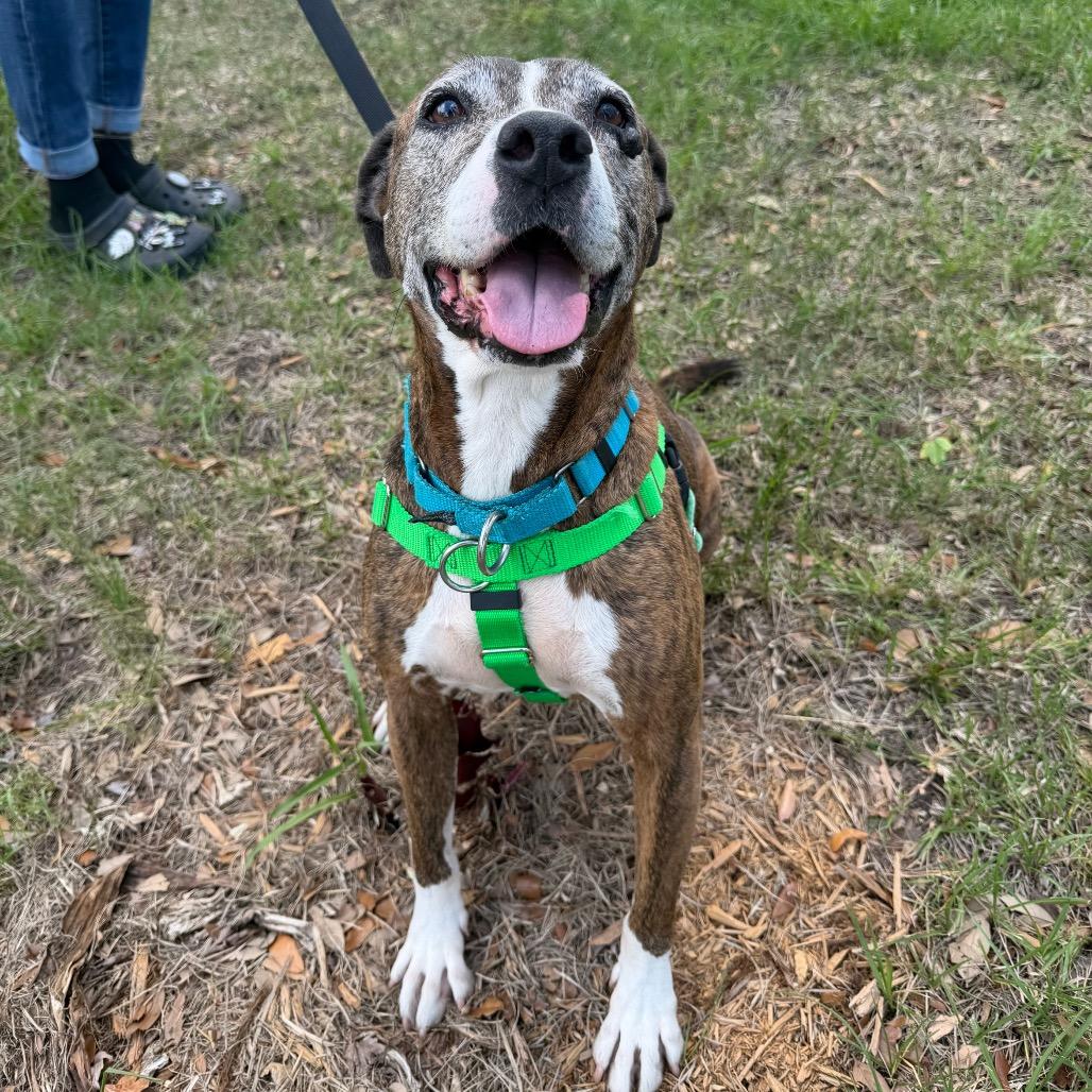 Bella, a Adoptable Plott Hound in Clearwater, FL image 4/6
