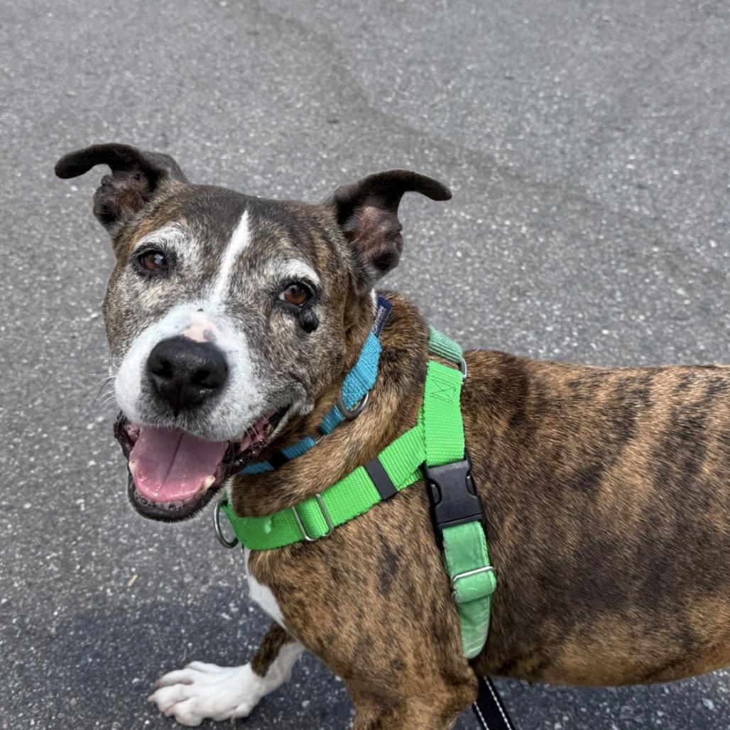 Bella, a Adoptable Plott Hound in Clearwater, FL image 5/6