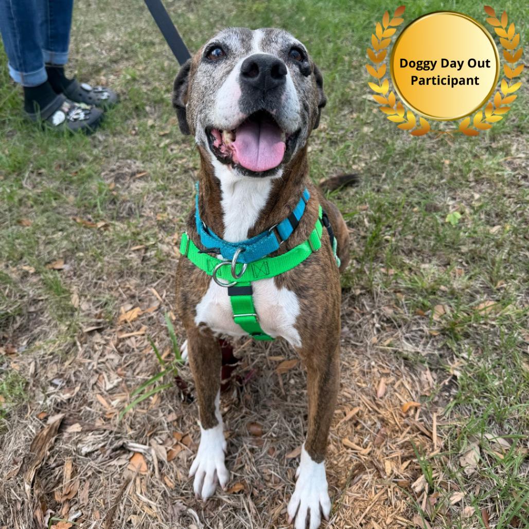Bella, a Adoptable Plott Hound in Clearwater, FL image 6/6