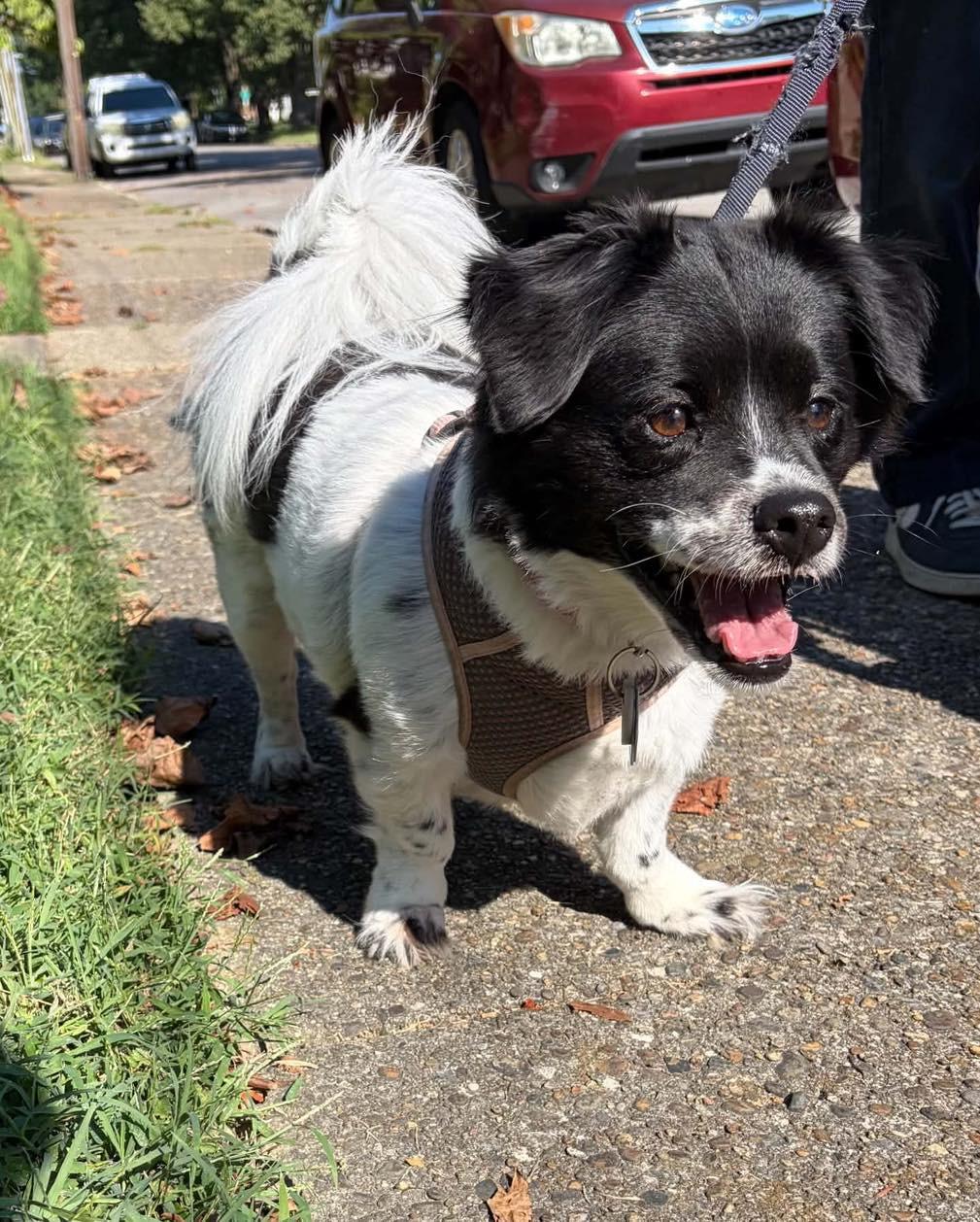 Enlarge Dillie, a Adoptable mixed breed in Richmond, KY image 2/4