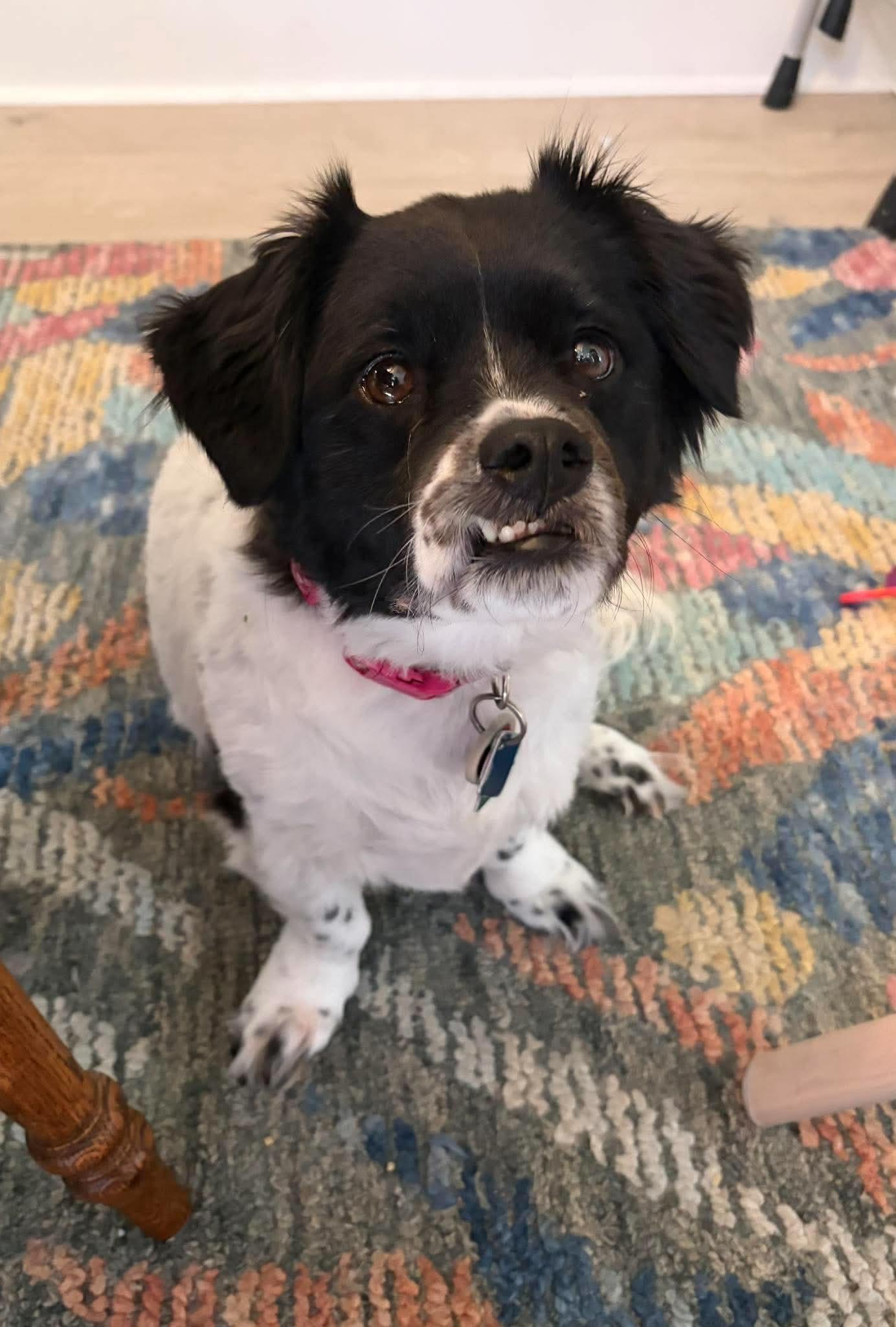 Enlarge Dillie, a Adoptable mixed breed in Richmond, KY image 3/4