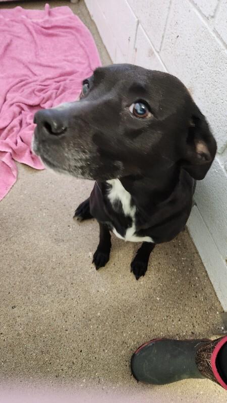 Juniper, Adoptable, Young Female Black Labrador Retriever & Mixed Breed.