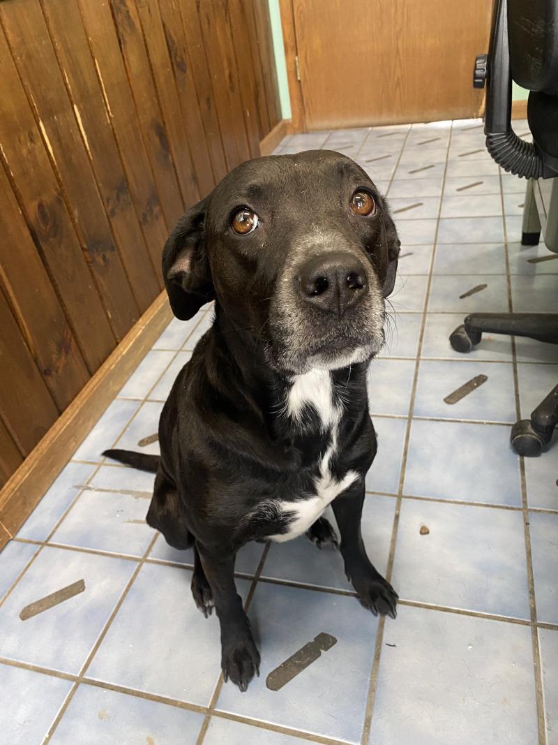 Enlarge Juniper, a Adoptable mixed breed in Cortland, NY image 2/6