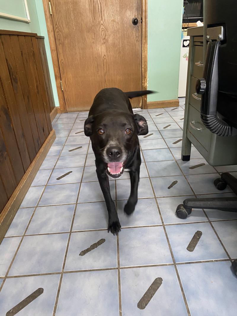 Enlarge Juniper, a Adoptable mixed breed in Cortland, NY image 4/6