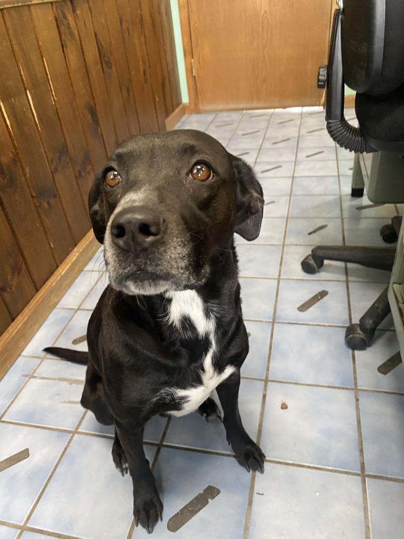 Enlarge Juniper, a Adoptable mixed breed in Cortland, NY image 5/6