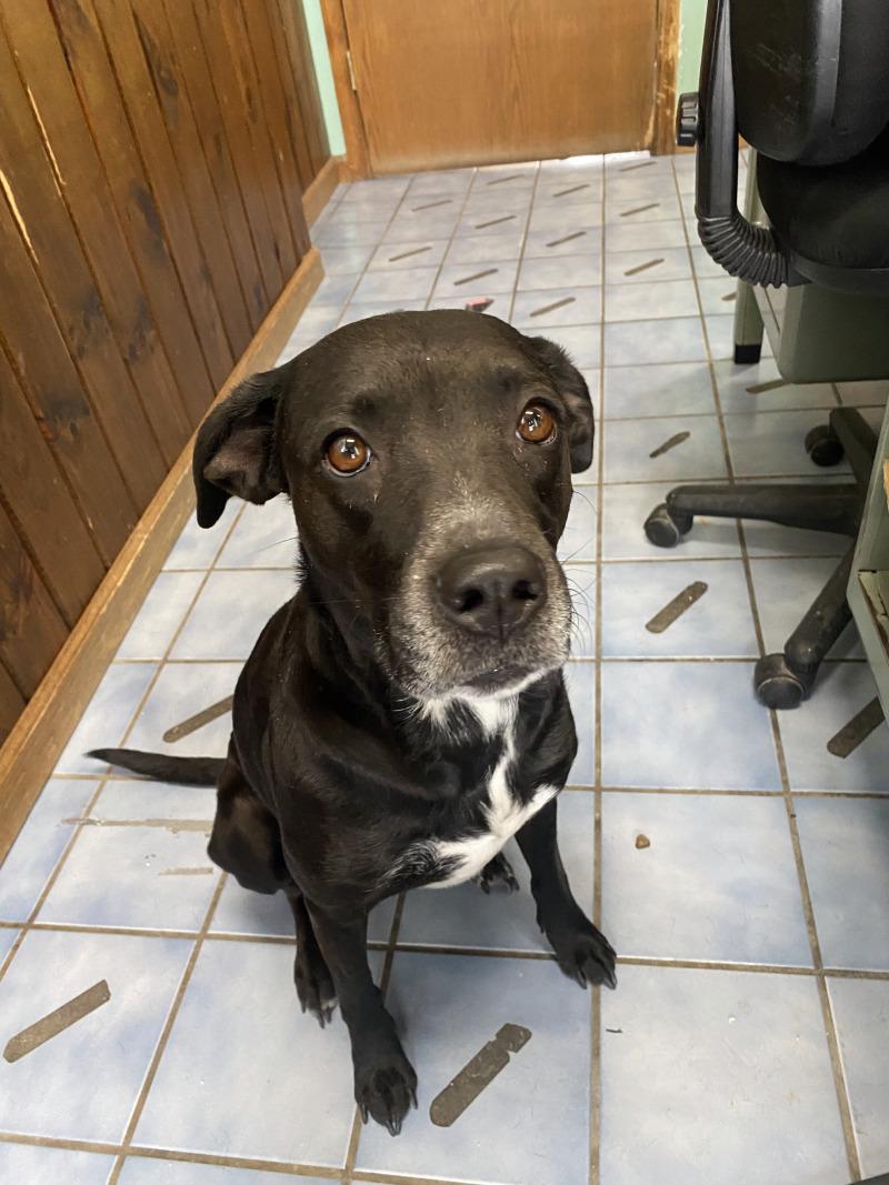 Enlarge Juniper, a Adoptable mixed breed in Cortland, NY image 6/6