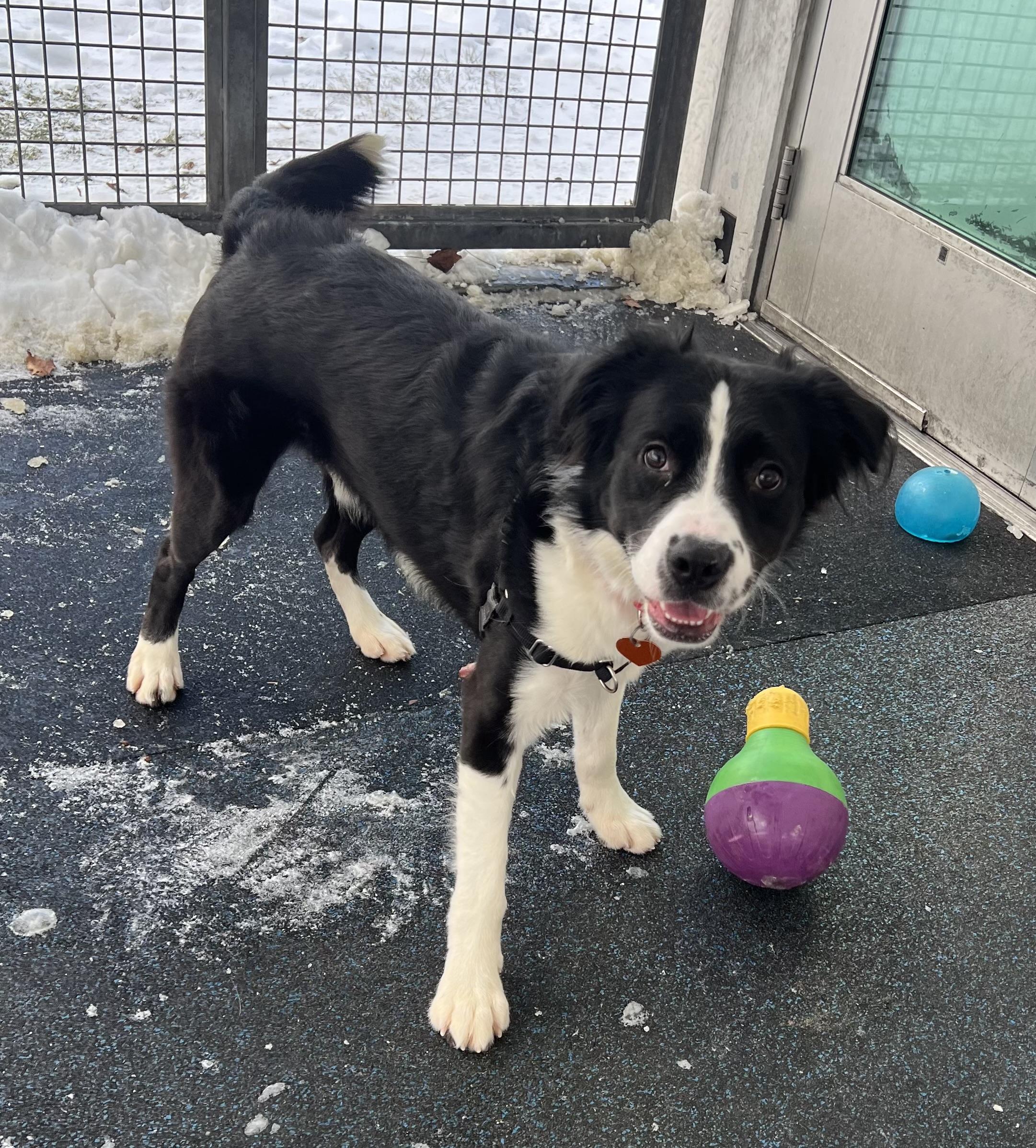 Baxter , ADOPTABLE, Young Male Border Collie.